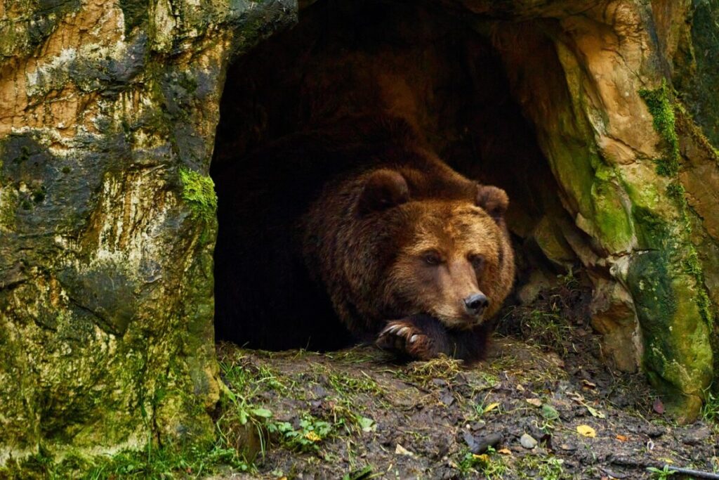 Salviamo l’Orso bruno marsicano: una missione comune per un simbolo a rischio
